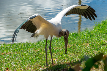 Wood stork (Mycteria americana) displaying with wings outstretched - Pembroke Pines, Florida, USA