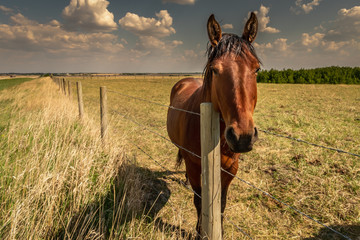 Along The Fence