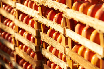 Agriculture and harvesting concept with fresh persimmon fruits in wooden boxes, farm garden with persimmon trees 