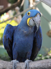 オウム