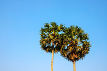 Fototapeta premium Round palm tree on blue sky. Green palm silhouette photo. Fluffy palm landscape. Exotic island summer vacation.