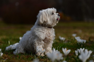 dog in flowers