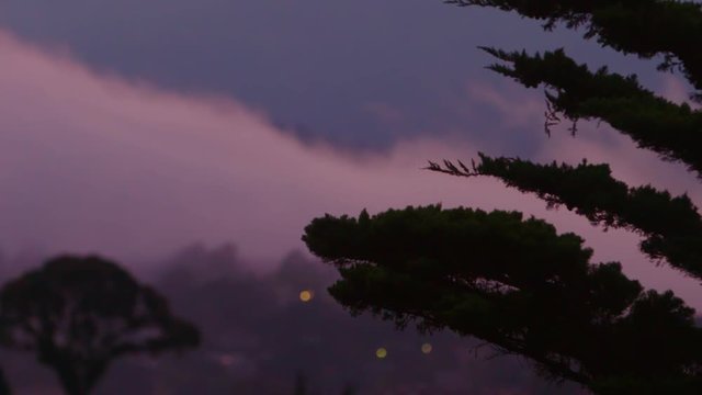 Silhouetted tree foregrounds flickering lights in Sausalito as fog settles