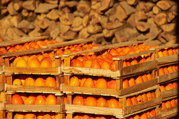 Agriculture and harvesting concept with fresh persimmon fruits in wooden boxes, farm garden with persimmon trees 