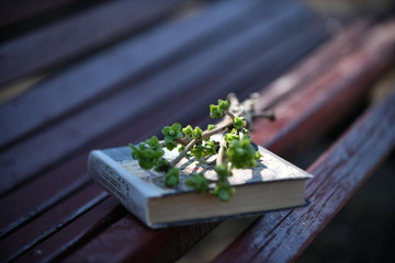book and spring twig on the bench