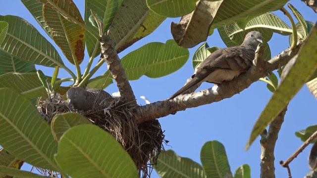 Motley pigeons in the nest on the branches of a tree, Thailand, 4k