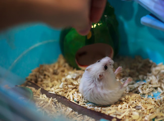 Cute Exotic Winter White Dwarf Hamster falling over on hind legs begging for pet food from owner hand. Winter White Hamster is also known as Winter White Dwarf, Djungarian or Siberian Hamster.