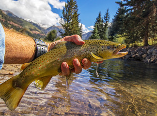Beautiful Brown trout caught and released fly fishing in Colorado near Telluride 