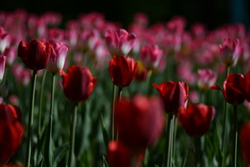 Obraz premium beautiful flowers