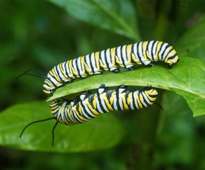 Two yellow, white, and black monarch butterfly caterpillars are eating while facing each other on opposite sides of a green leaf.