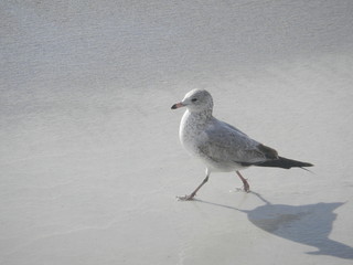 Bird on the beach