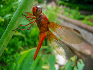 Neon Skimmer