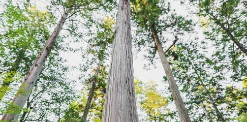 Panoramic trees in forest in the morning