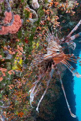 Naklejka na ściany i meble Lionfish on coral reef