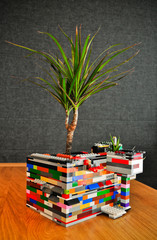 Dracaena planted in the toy blocks