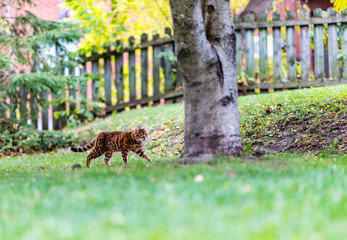Bengal cat stalking wild birds and squirrels in a park in Quebec Canada.