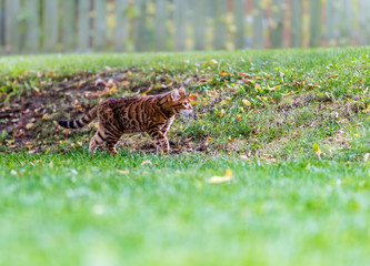 Bengal cat stalking wild birds and squirrels in a park in Quebec Canada.