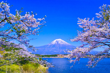 田貫湖から見る満開の桜と富士山


