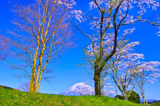 田貫湖の丘から見る満開の桜と富士山

