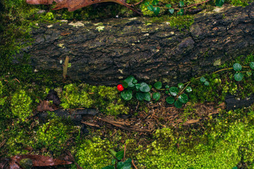 Tiny red winter berry beside moss on a forest floor