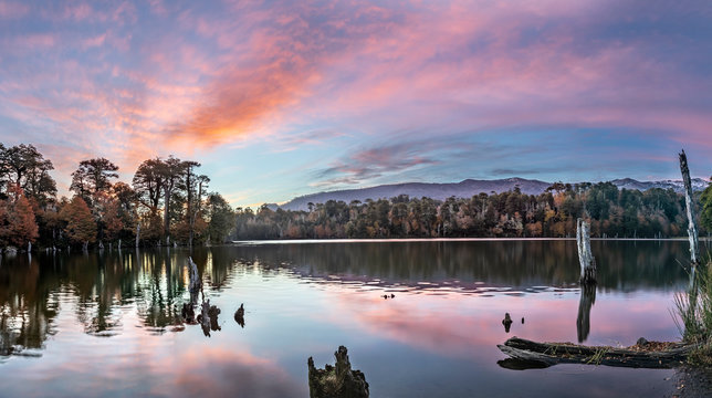 Captren Lagoon during Autumn Season, a colorful mirror over the waters with amazing reflections of the clouds full of colors with the trees foliage fallen inside Conguillio National Park, Chile