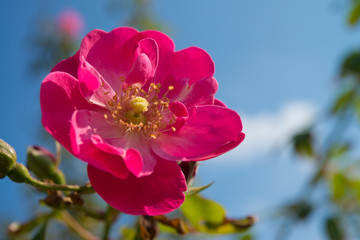 flower of the rose of dark pink