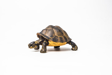 Obraz premium turtle on white background