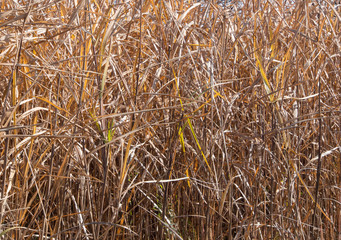 dried grass of winter