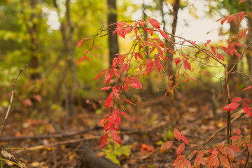 Fire red leaves on a sapling in a green forest in the Fall
