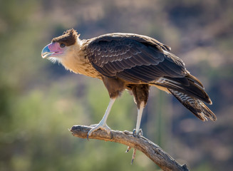 Crested Caracara Caracara cheriway Perched on Branch
