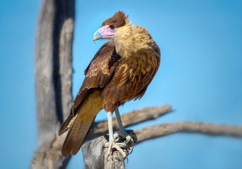 Crested Caracara Caracara cheriway Perched on Branch