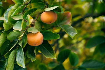 Ripe persimmon fruit hanging on a tree