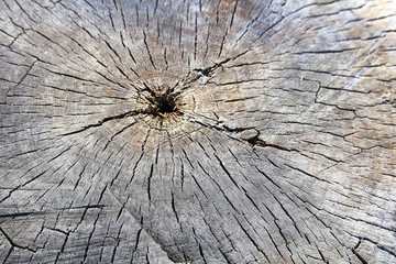 The cores of an ages tree cut at the base