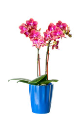 Minimalist Orchid