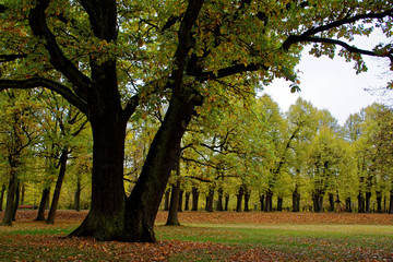 Fototapeta premium autumn day in a deserted Park
