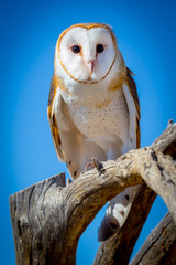 Common barn owl Tyto alba Perched on Branch with Blue Sky