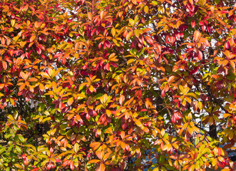 hedges were autumn leaves