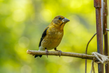 Obraz premium Grosbeak perched on a twig with colorful background