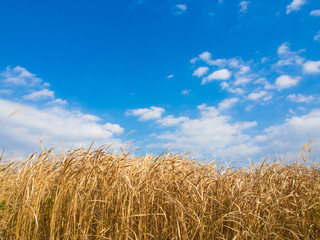 Fototapeta na wymiar winter sky and dried grass in winter
