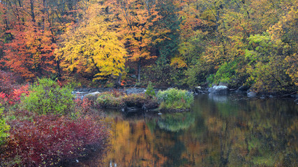 Autumn tree reflections in the pond