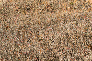 branch of the trees to be dense