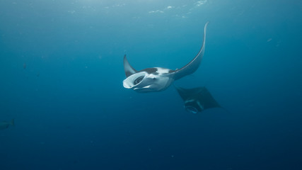 Manta ray swimming and feeding in blue water