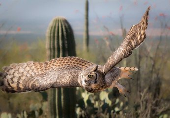 Great Horned Owl in Sonoran Desert Daytime in Flight with Saguaro Cactus