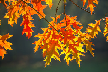 Ahornblätter im Herbst