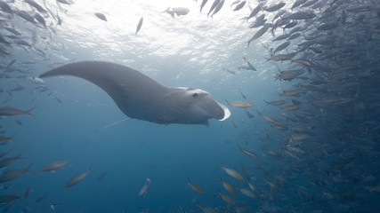 Obraz premium Manta ray swimming and feeding in blue water