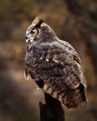 Great Horned Owl in Sonoran Desert Daytime side view