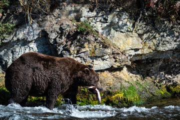 Large adult male Alaskan brown bear walking in Brooks River with salmon in his mouth, rock wall background, Katmai National Park, Alaska, USA
