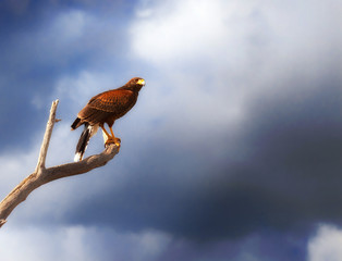 harris hawk parabuteo unicinctus on branch with stormy sky background