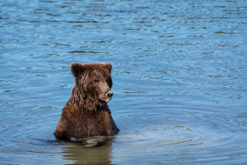 Young sub-adult Alaskan brown bear standing in Brooks River with clay on nose, with reflection, Katmai National Park, Alaska, USA
