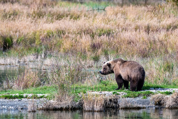 Obraz na płótnie Canvas Young sub-adult Alaskan brown bear standing on a grassy spit of land in the Brooks River, Katmai National Park, Alaska, USA 